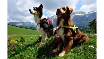 Utility Harness