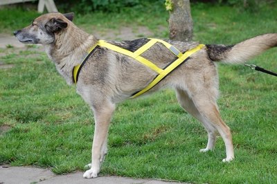 Sleddog Pro harnas | X Back harnas