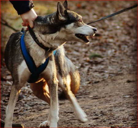 Sleddog Pro harnas | X Back harnas