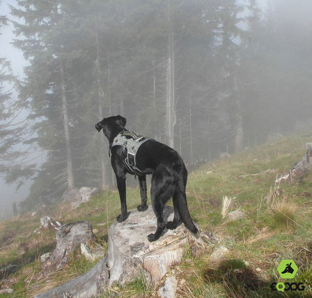 EQDog Pro Harnas - grijs