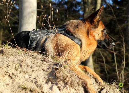 EQDog Pro Harnas - grijs