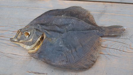 Scholletjes | 150 gram