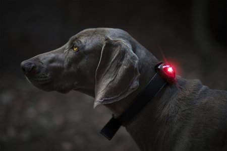 Orbiloc Dog Dual - Red