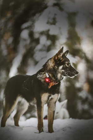 Orbiloc Dog Dual - Red