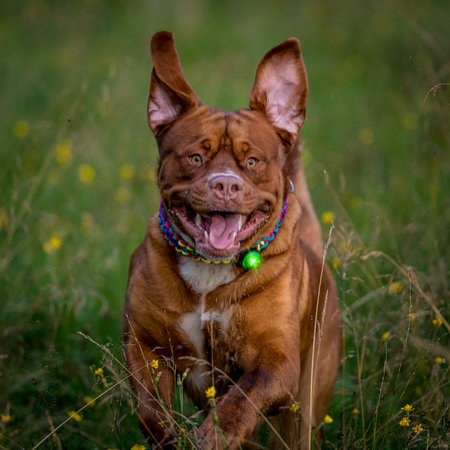 Orbiloc Dog Dual - Green