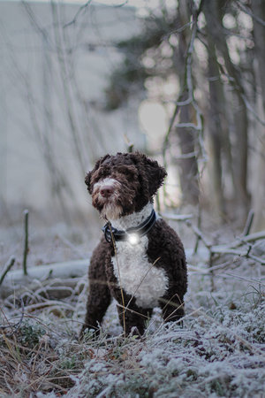 Orbiloc Dog Dual - White