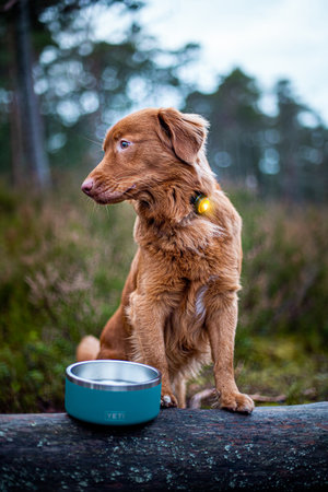 Orbiloc Dog Dual - Yellow