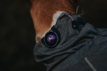 Orbiloc Dog Dual - Purple