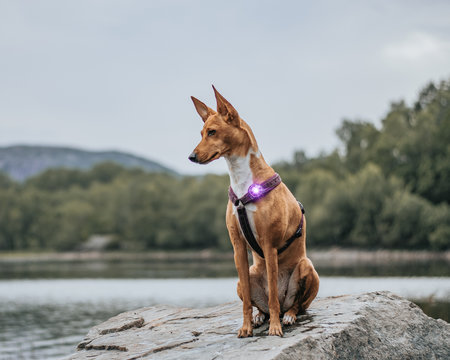 Orbiloc Dog Dual - Purple