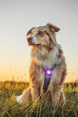 Orbiloc Dog Dual - Purple