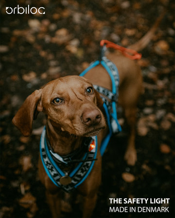 Orbiloc K9 Active - set | voor hond én baas
