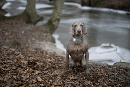 Orbiloc Dog Dual - Dark