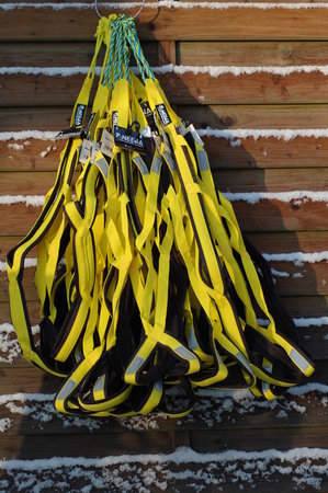 Sleddog Pro harnas Geel | XL & XXL