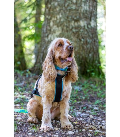 Inlandsis open-back harnas Red - kleine hond t/m 24KG