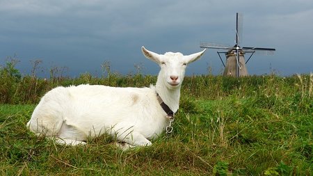 Dogmeat Geit compleet - 500 gram