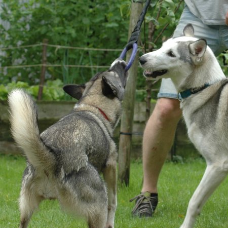 IMPETUSdog Double Ring - L