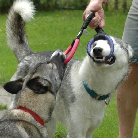 IMPETUSdog Double Ring - L