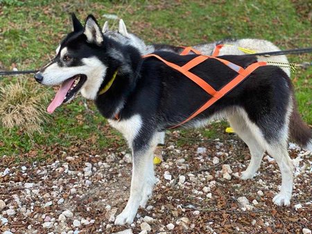 Sleddog Pro harnas | X Back harnas