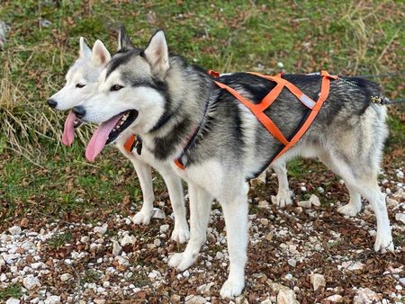 Sleddog Pro harnas | X Back harnas