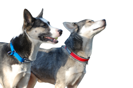 Semi-choke collar - Rood
