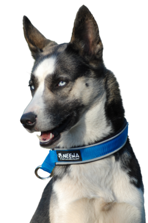 Semi-choke collar - Roze