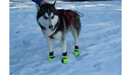 Dog Boot (2 stuks)