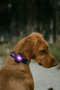 Orbiloc Dog Dual - Purple