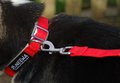 Tagging Pet Collar | verstelbare halsband met sterke sluiting